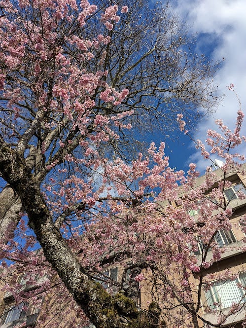 trees blooming with pink blossoms