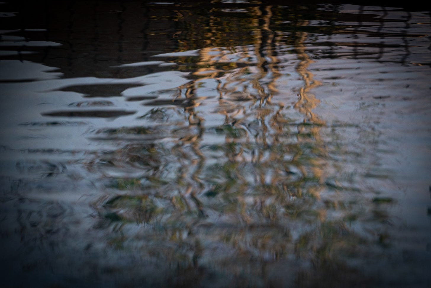The reflection of a tree in the water ripples