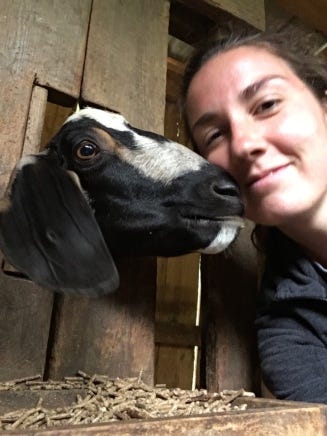 A goat named Dolly