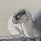 Wiki's avatar