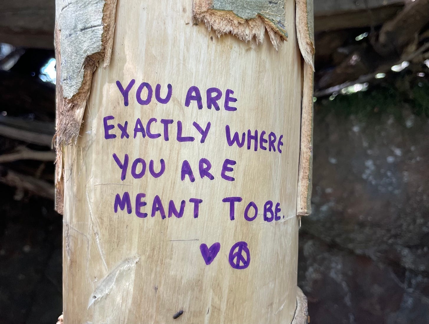 a tree with "you are exactly where you are meant to be" written on it