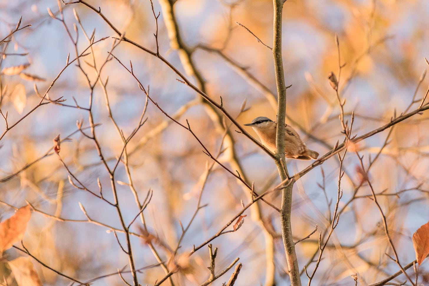 Bird Up High Basking in the Autumn Glow Bird Up High Basking in the Autumn Glow