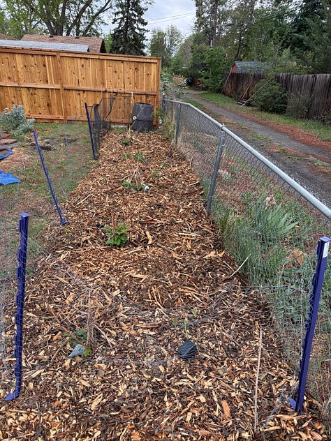 raspberry bushes and chickens