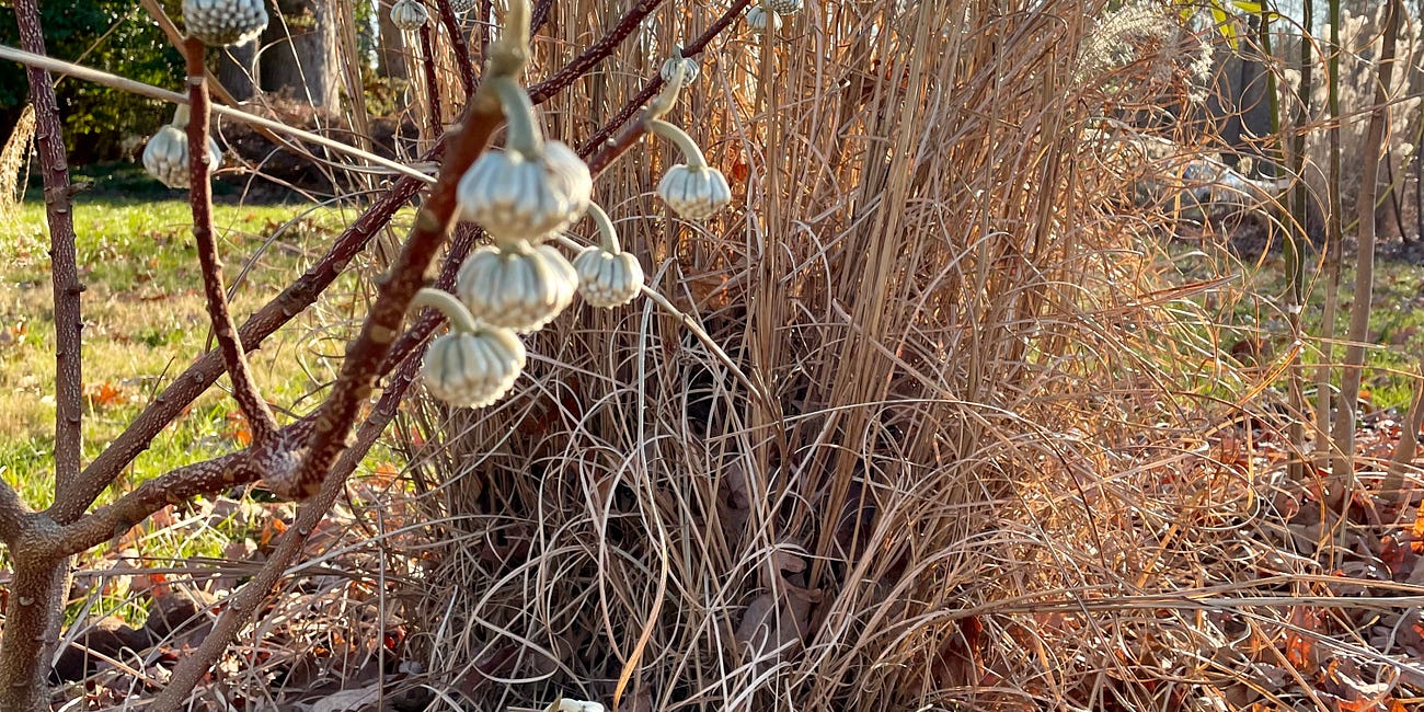 On Making a Friend of January, Quitters, and Cold-Weather Garden Reads