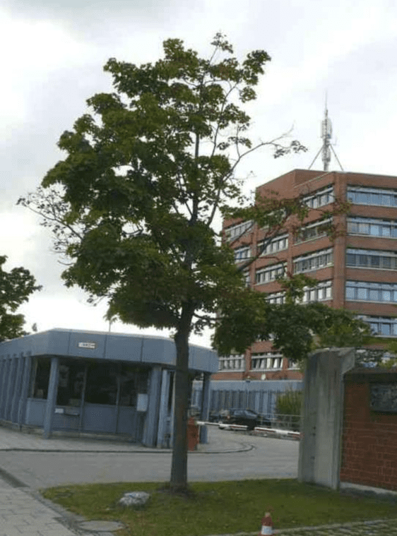 EMF plants maple tree damage