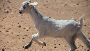 The Ultimate Scapegoat - Jews for Jesus