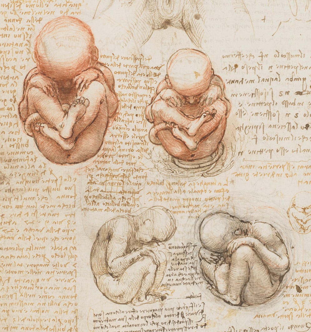 Views_of_a_Foetus_in_the_Womb.jpg