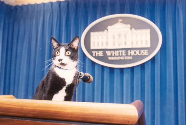 Socks, the First Feline, making himself at home in the White House Press Briefing Room, a beloved companion during the Clinton years. Socks, the First Feline, making himself at home in the White House Press Briefing Room, a beloved companion during the Clinton years.