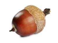 Acorn with cap.