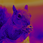 A West African—extremely resilient. Adaptable to any environment - Part 4