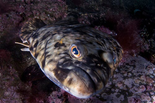 HIPPOGLOSSUS HIPPOGLOSSUS