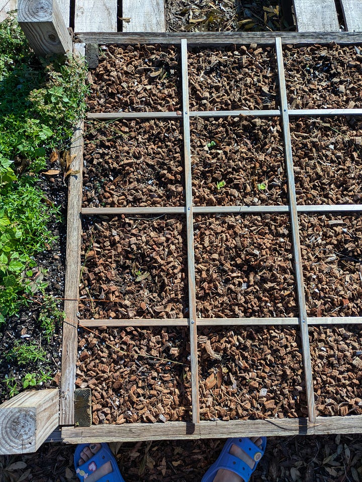 Two images showing a completed square foot gardening grid in a raised garden bed. Each image displays the garden bed divided into one-foot squares, with soil and organic mulch covering the bed, creating an organized layout for planting.