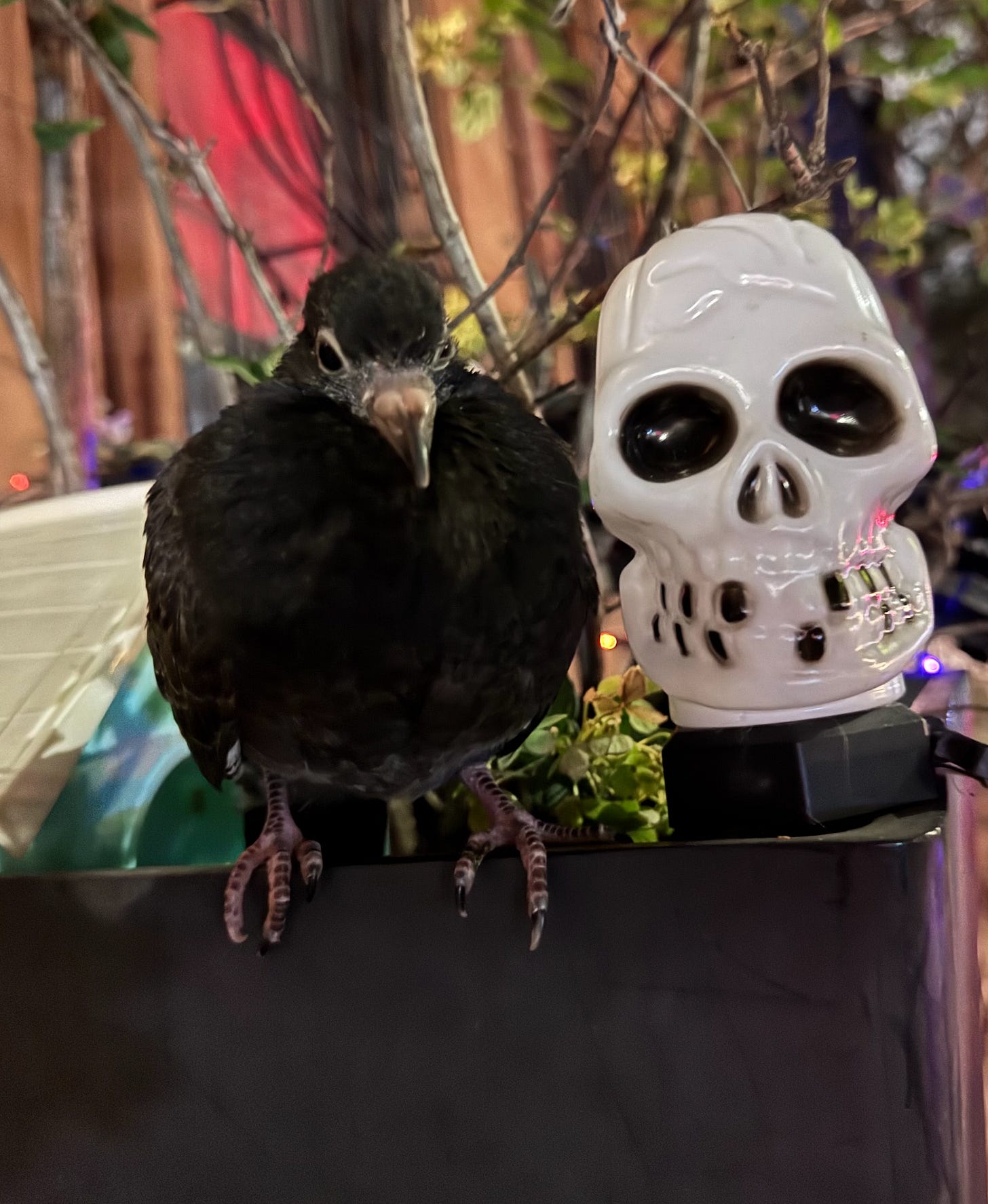 Beakling the pigeon is perched right next to a plastic skull decoration on Amber’s porch.
