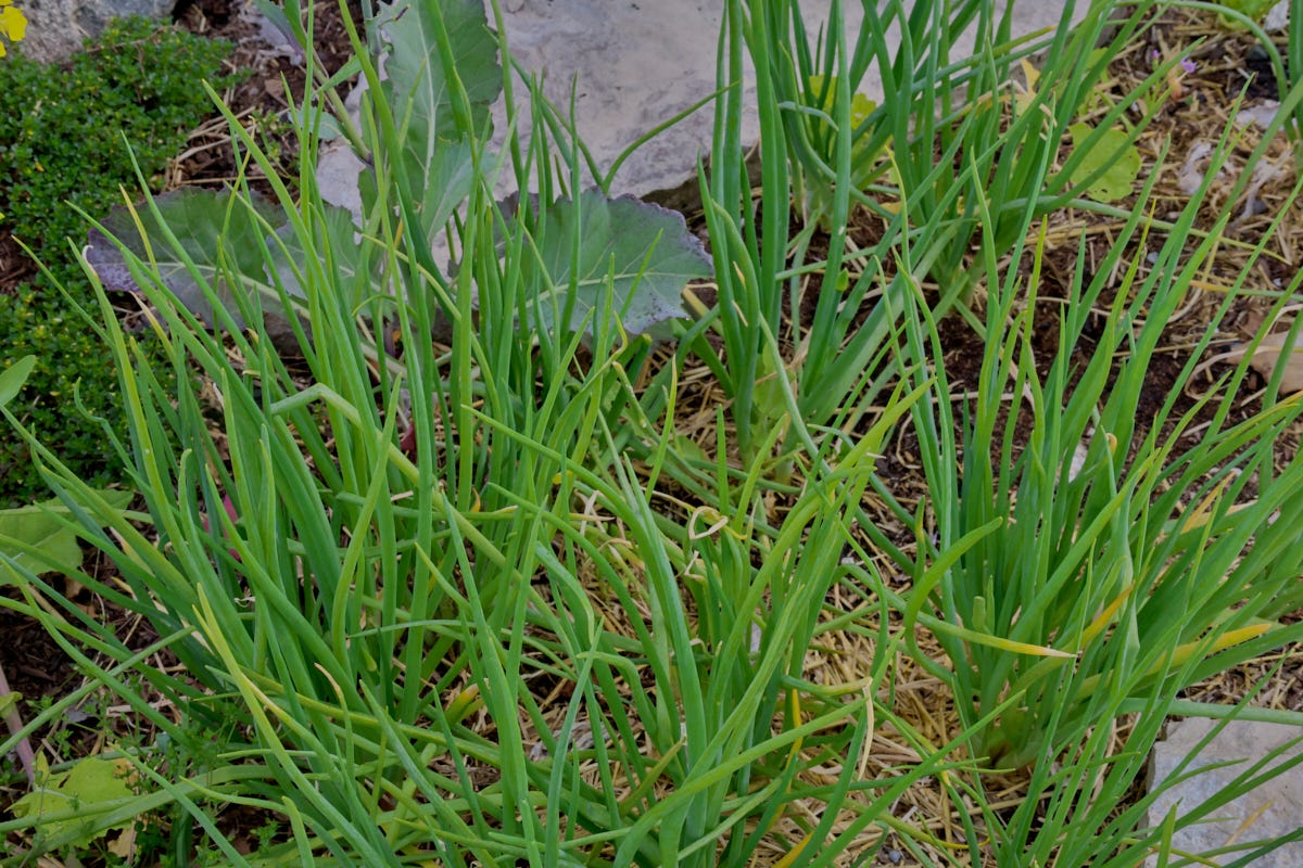 red and Dutch yellow shallot plants