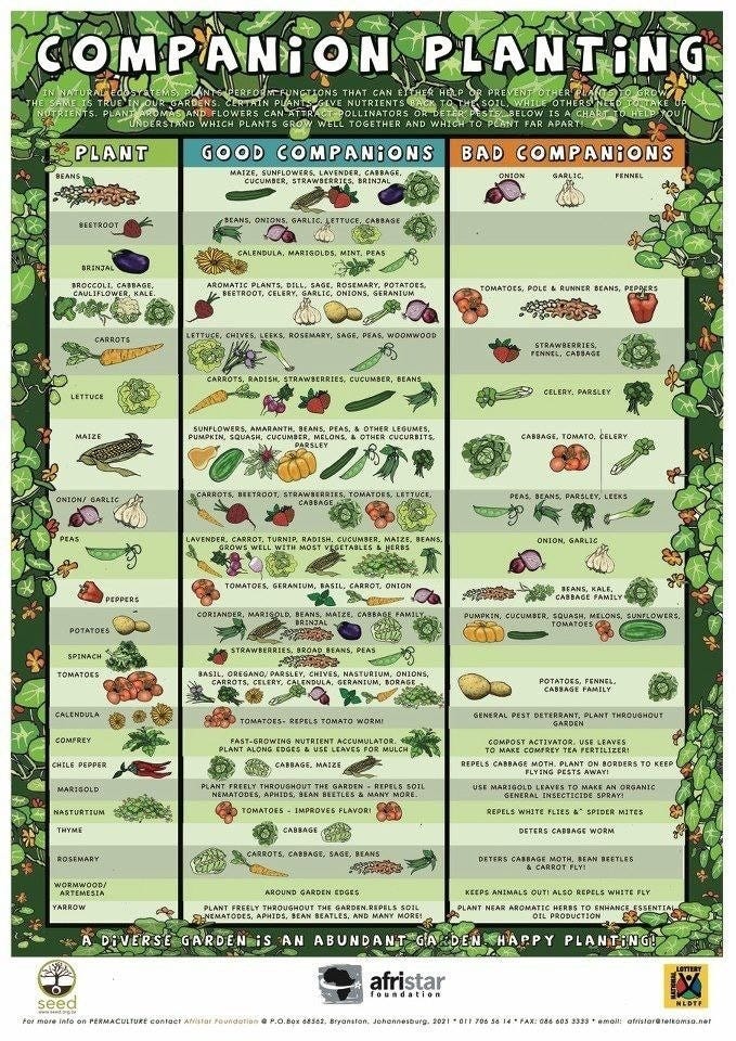 Companion-planting-chart-to-help-with-veggie-gardens