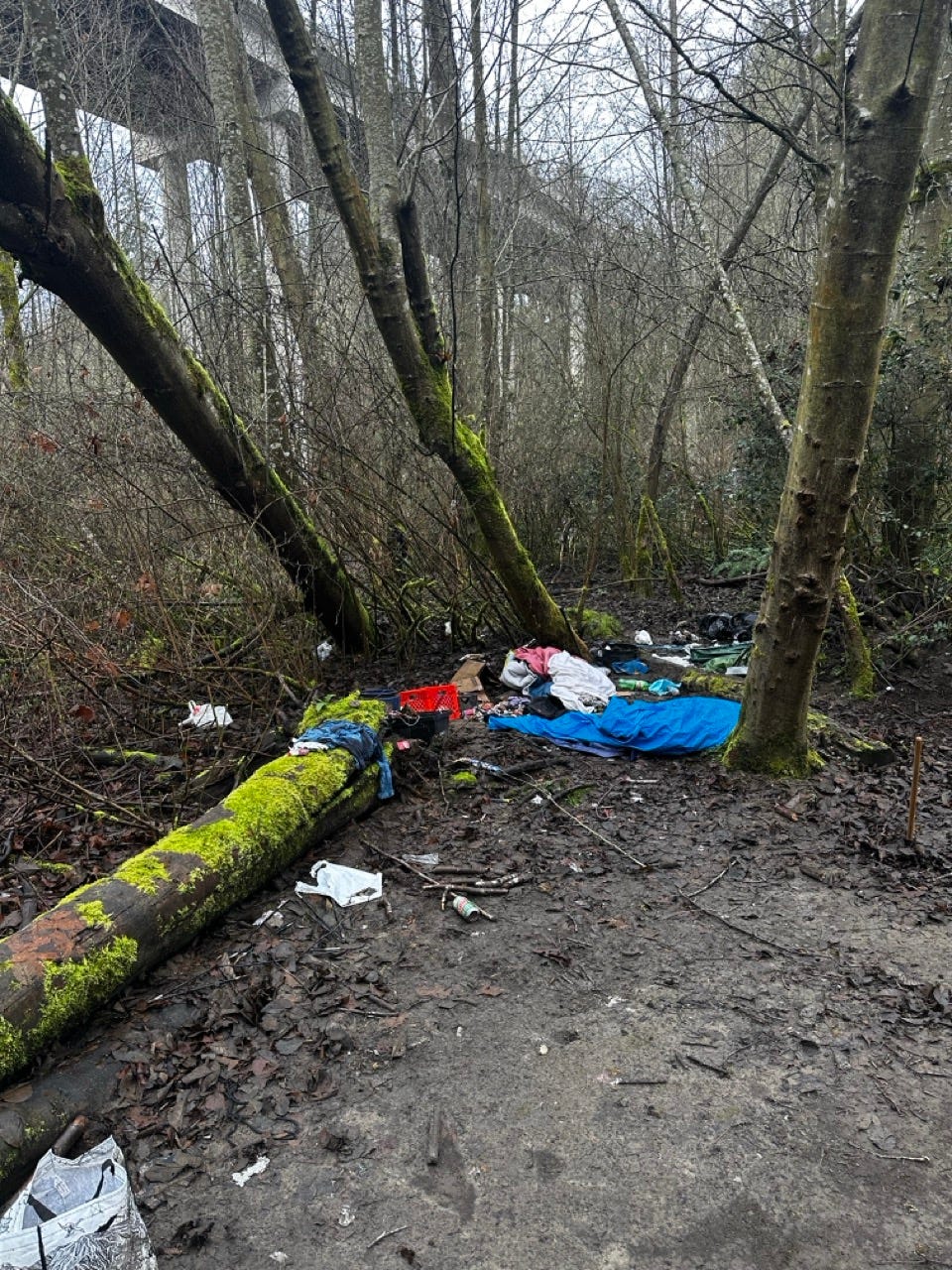 A pile of trash in a forest

Description automatically generated