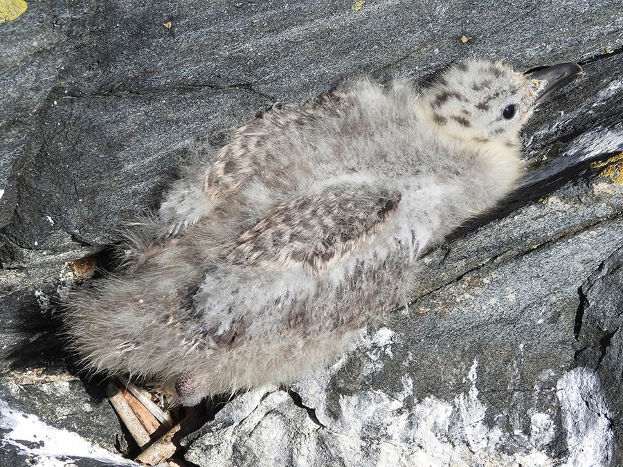 Gull chick