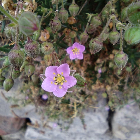 Little leaves of green hops on a vine poking through a fence; deep, bright orange birds foot trefoil against deep, dark green vegetation, pretty little five petalled pink flowers of rock sea spurrey, all spotted on Hilbre Island