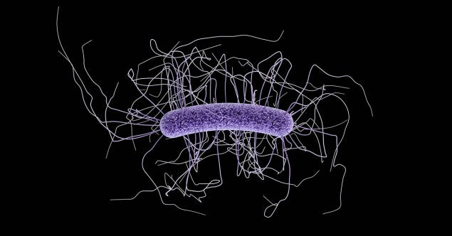 Clostridioides difficile electron microscope image