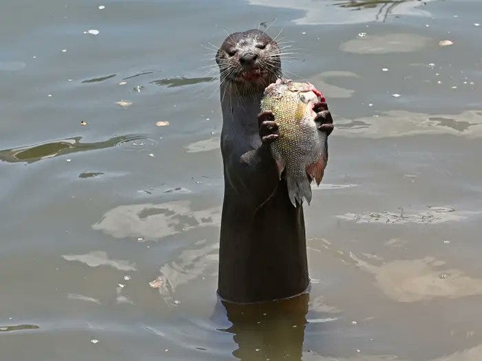 Otter eating fish with two hands.