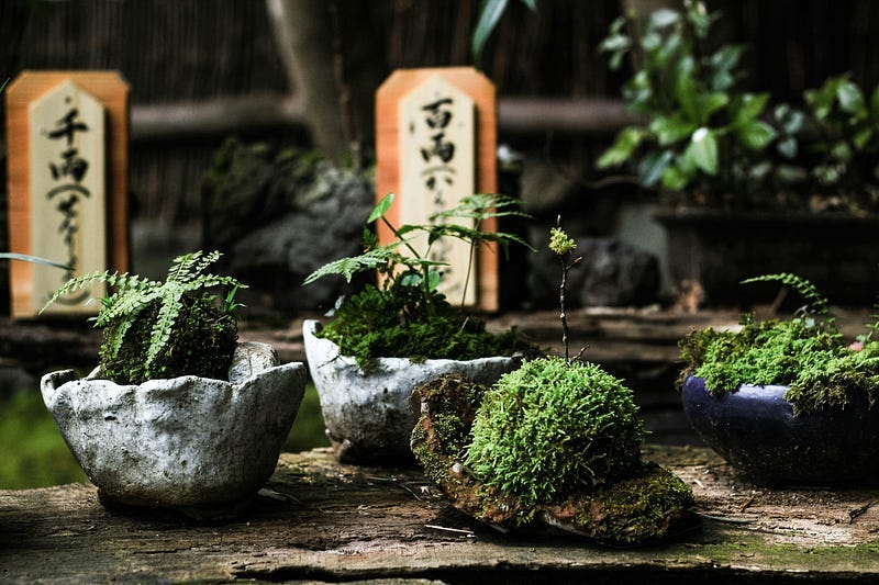 Zen Garden Zen Garden