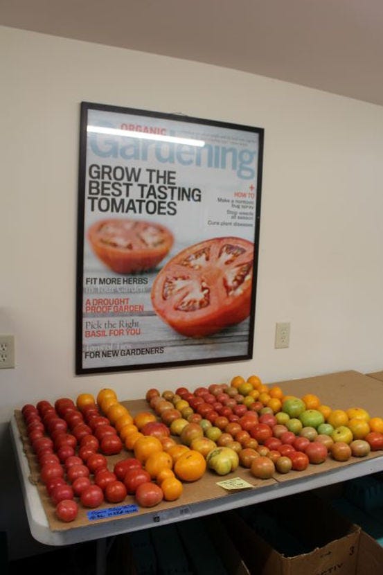 Tomatoes at Rodale Founders Farm
