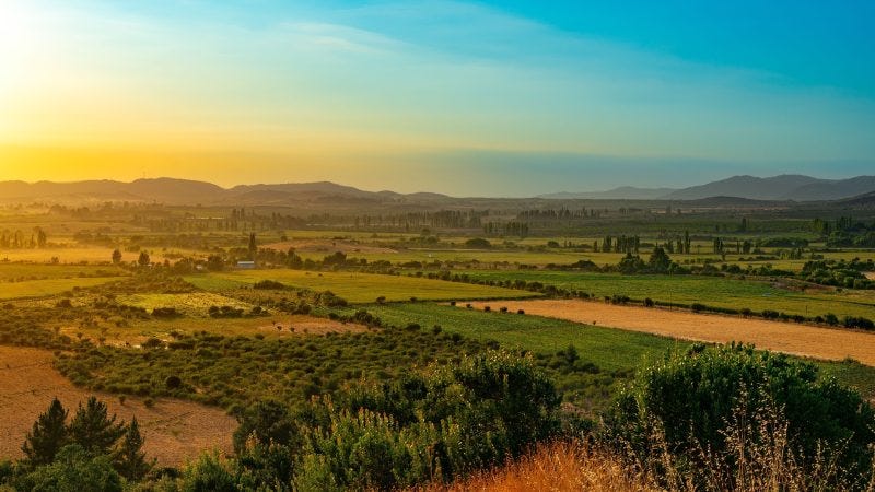 How Covid Transformed Me into a Gardener and Business Owner