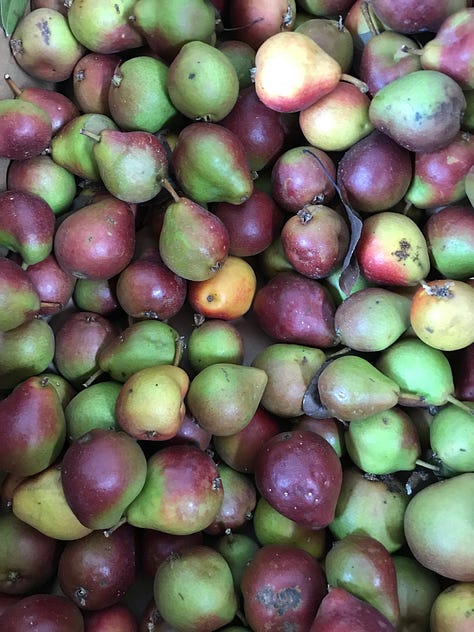 Apples, apple tree, person picking apples