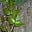 Rugosa's avatar