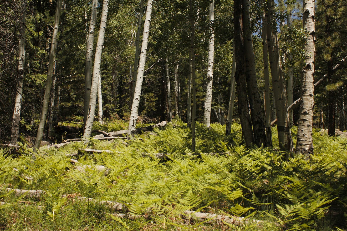 an aspen forest with ferns in the understory