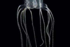Jellyfish