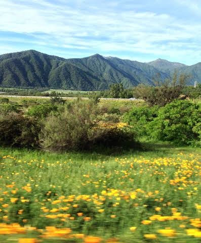 chilean countryside