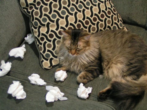 Chase_Tissues_Feline_Calicivirus Chase_Tissues_Feline_Calicivirus