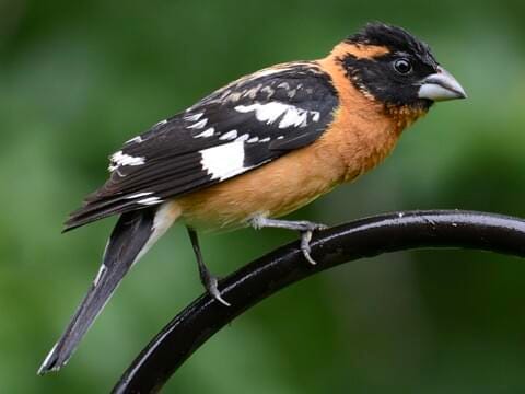 Black-headed Grosbeak Identification, All About Birds, Cornell Lab of  Ornithology