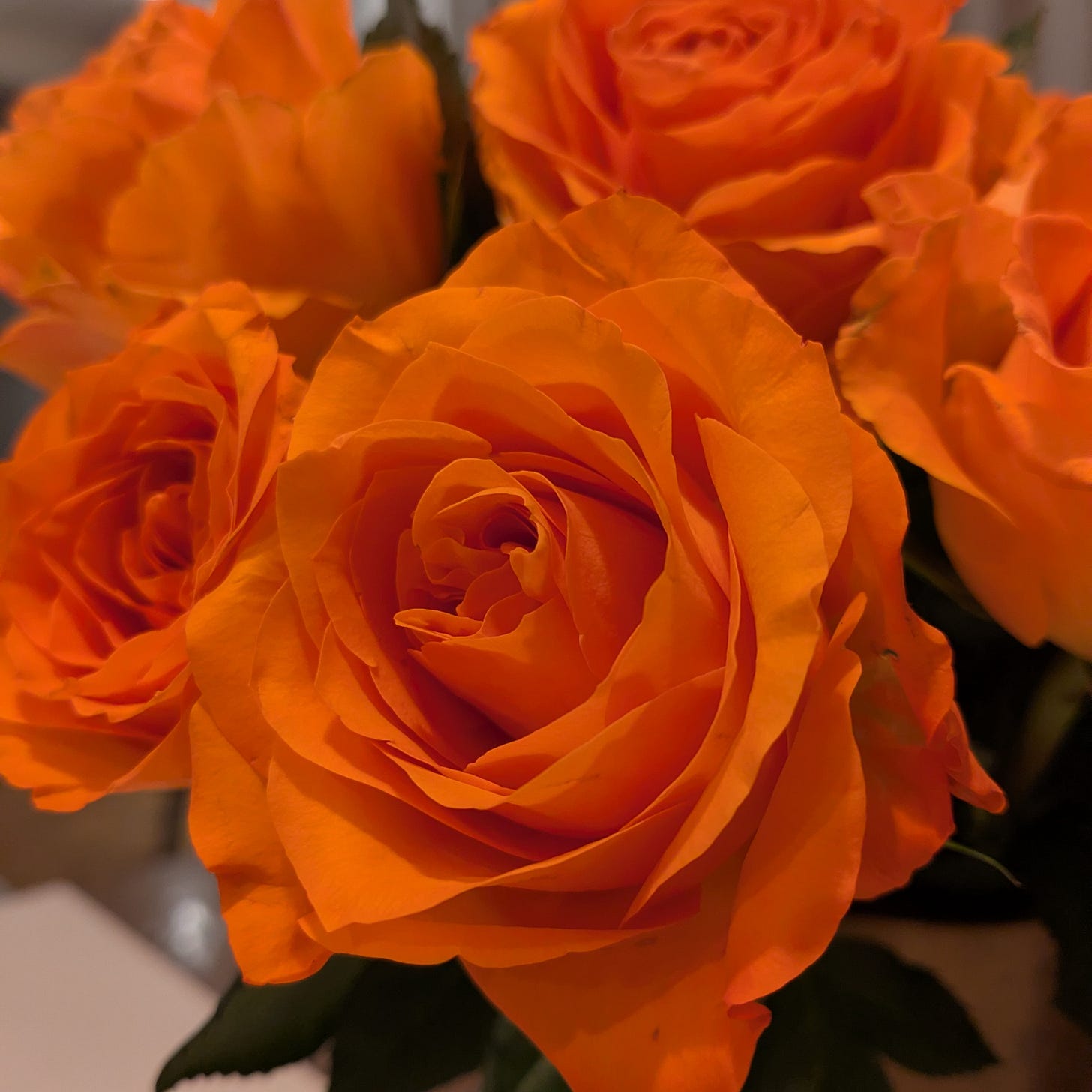 orange roses