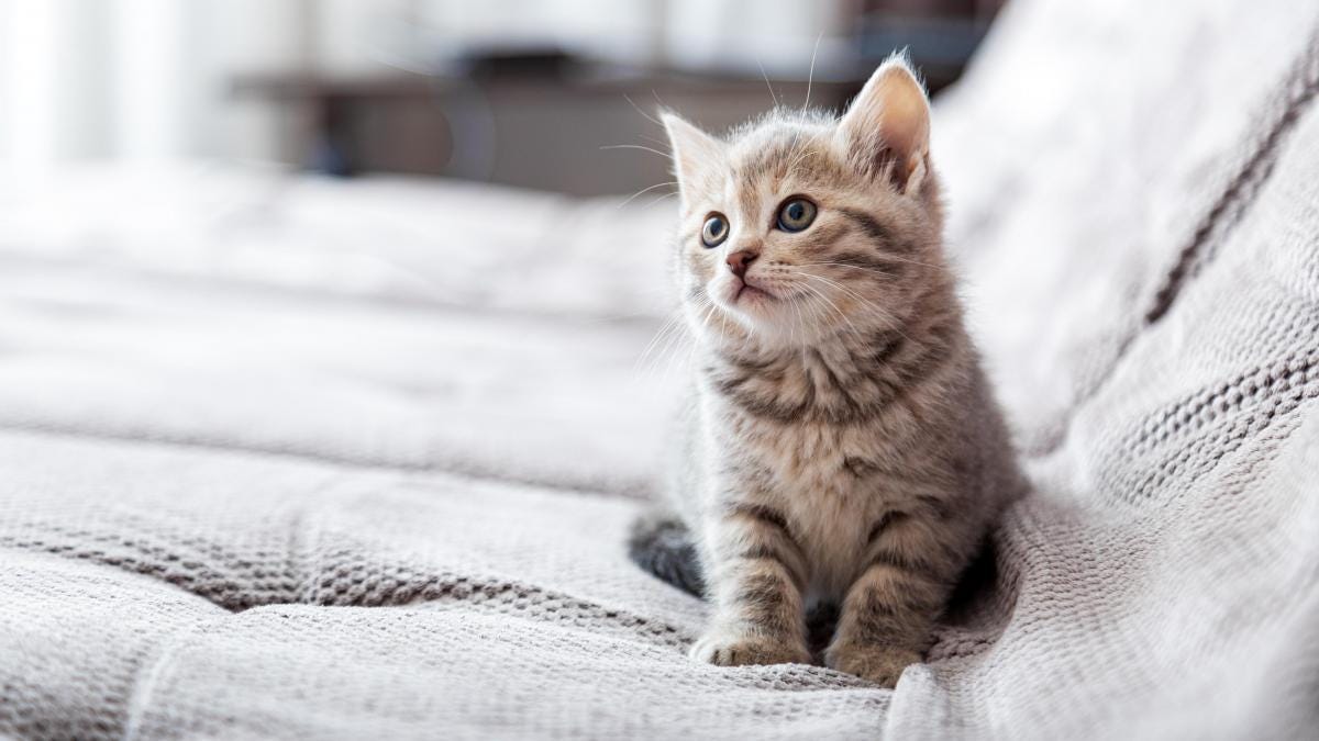 Tienes un gatito bebé? Esta es la guía de cuidados básicos para ti