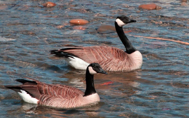 Goose and Gander Swam Together Stock Image - Image of floating, attention:  52643371