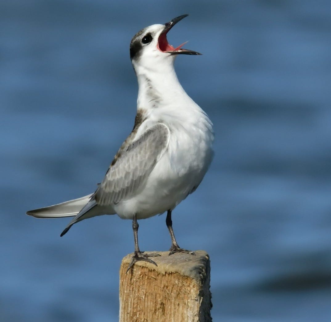 shallow focus photo of white and gray bird shallow focus photo of white and gray bird