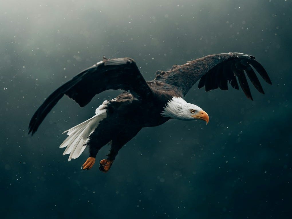 black and white eagle flying black and white eagle flying