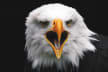 Eagle's Eyrie
