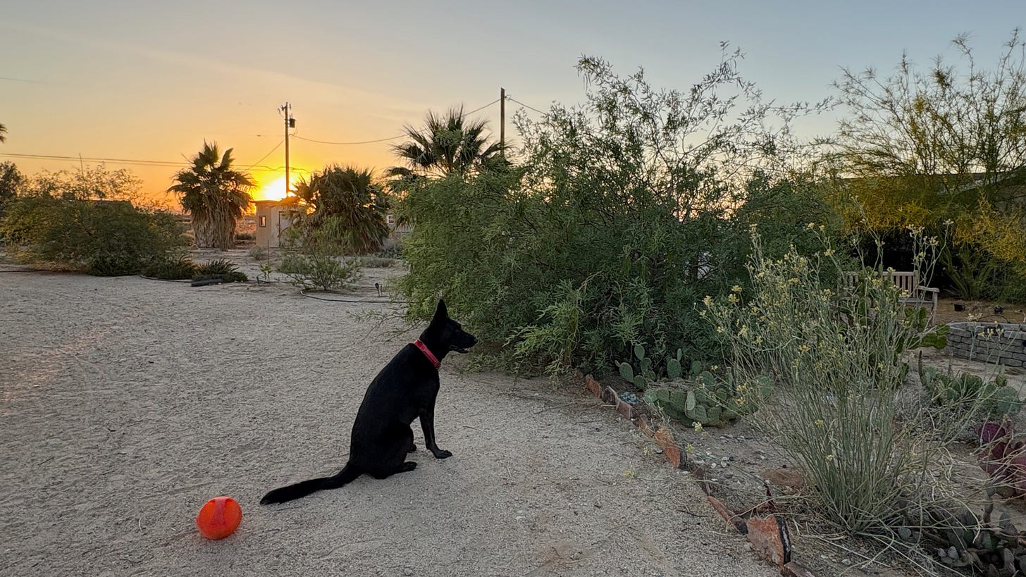 Black German Shepherd at Sunset in the Mojave Desert near a mesquite tree.