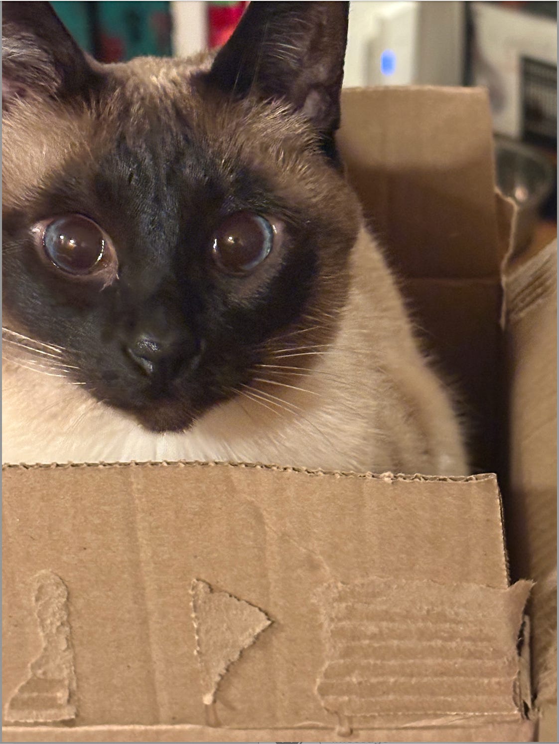 close up of crazed cross eyed siamese head poking out of a ccardboard box close up of crazed cross eyed siamese head poking out of a ccardboard box