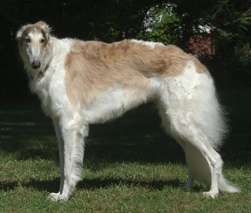 Borzoi Russian Wolfhound portrait jewelry Borzoi Russian Wolfhound portrait jewelry