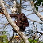 How Fig Trees Could Revolutionize Reforestation