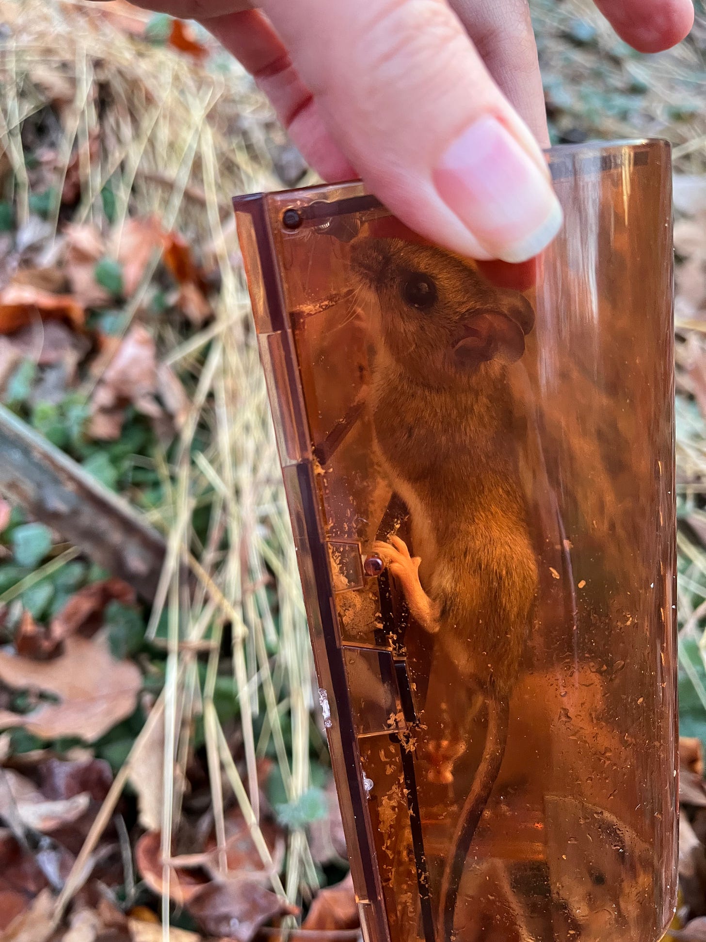 A ridiculously cute mouse still defying gravity inside of a plastic live trap.