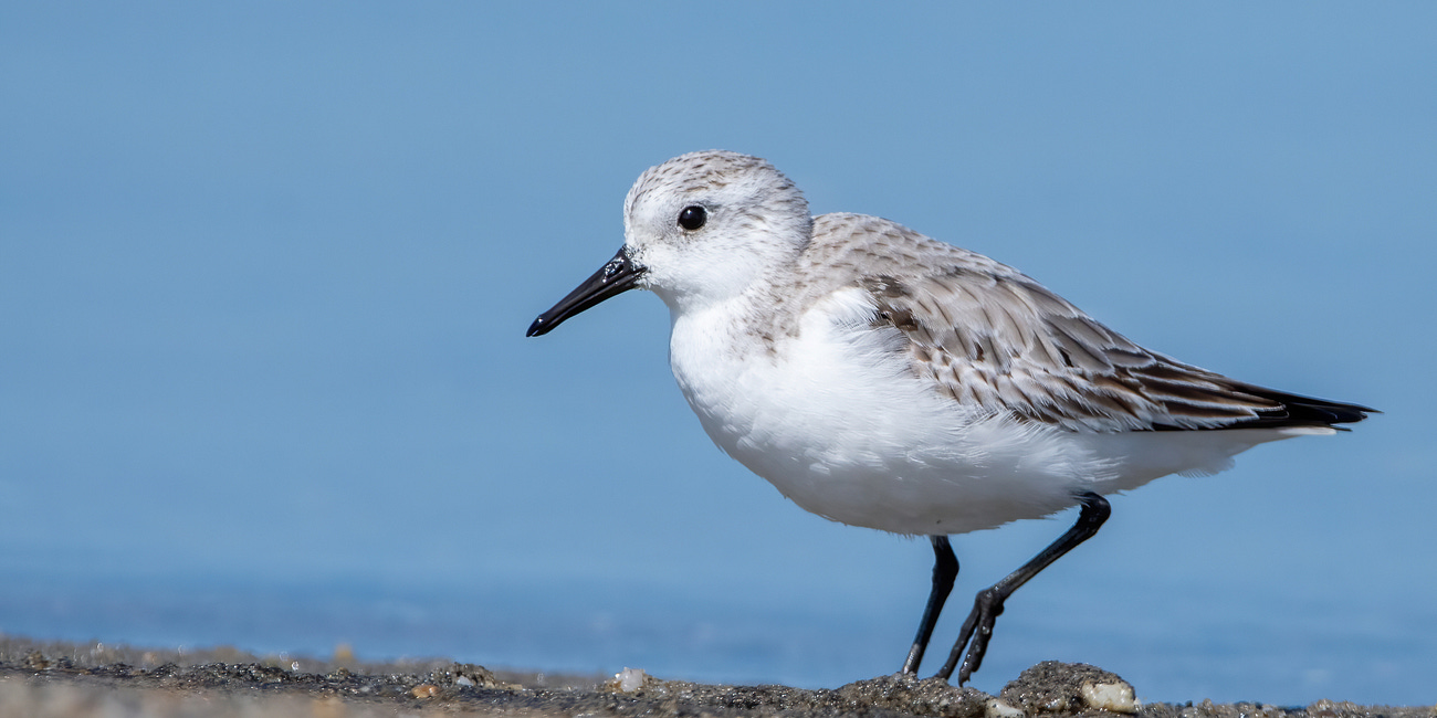 Sanderling