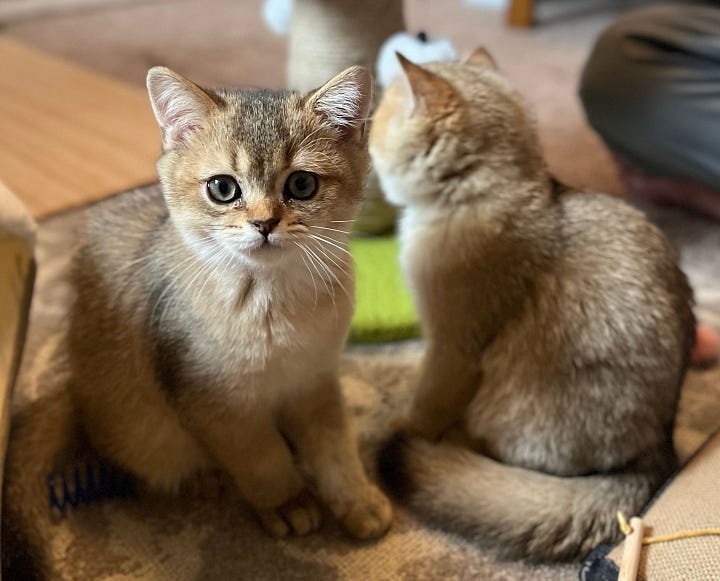 A gallery of 4 photos of them as baby kittens. They are tiny and adorable with big eyes, scrunched faces and soft short fuzzy fur.