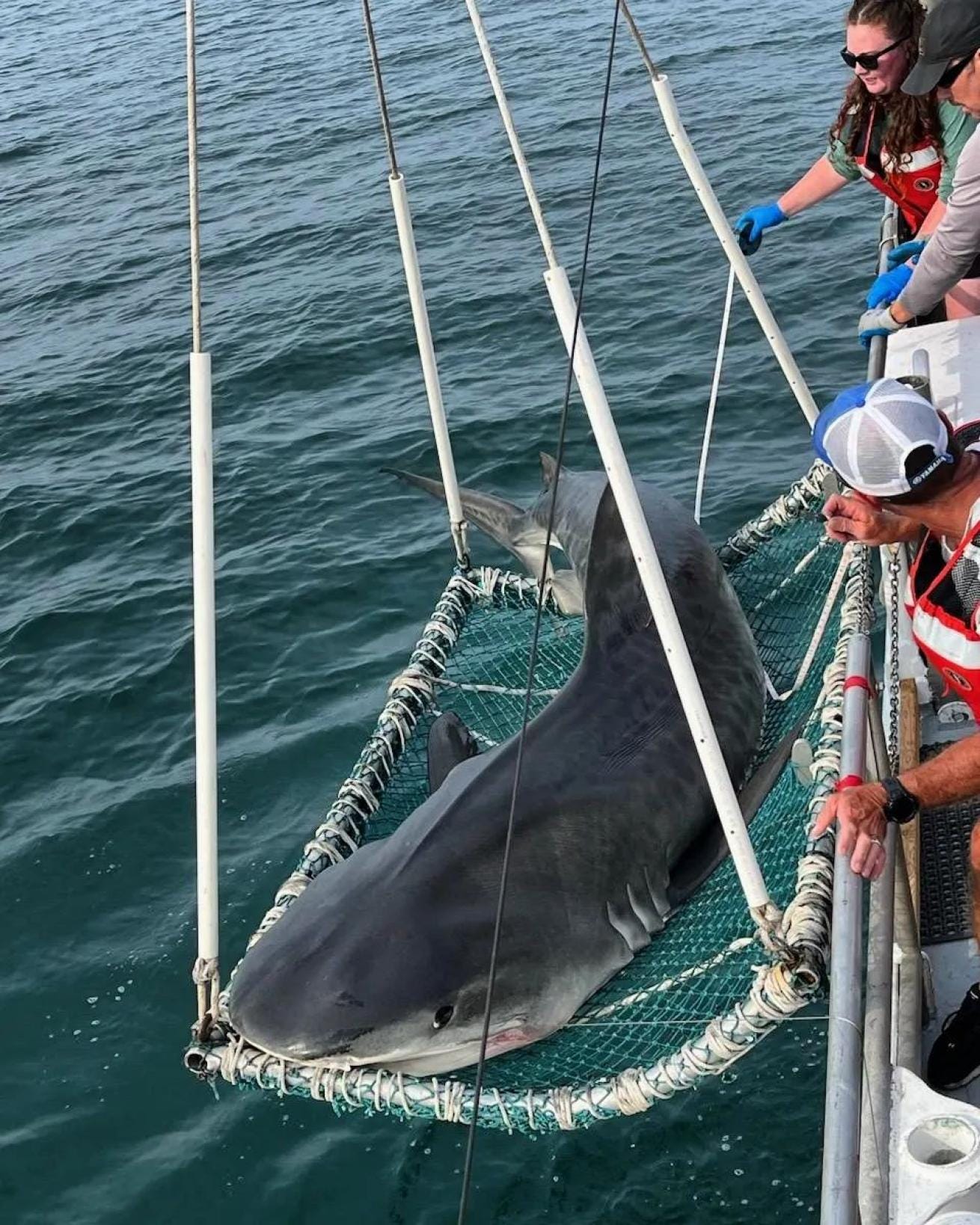 Scientists on deck anxiously await the opportunity to interact with the largest shark caught and successfully worked up on the VIMS Longline Survey in its 50-year history, a 13' 2.5" female tiger shark. Scientists on deck anxiously await the opportunity to interact with the largest shark caught and successfully worked up on the VIMS Longline Survey in its 50-year history, a 13' 2.5" female tiger shark.