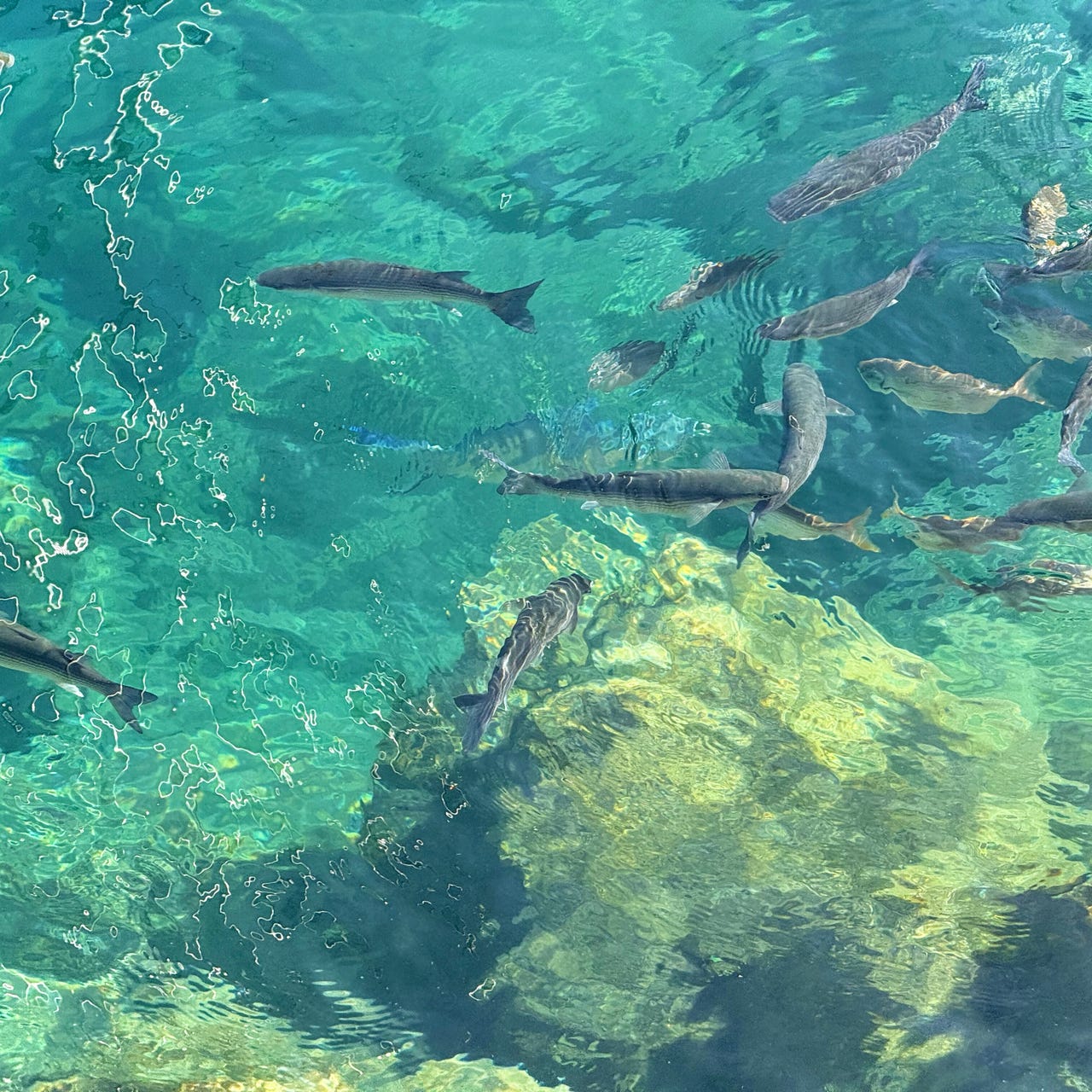 strength in wellness