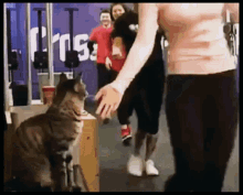 a cat is sitting in front of a crossfit sign a cat is sitting in front of a crossfit sign